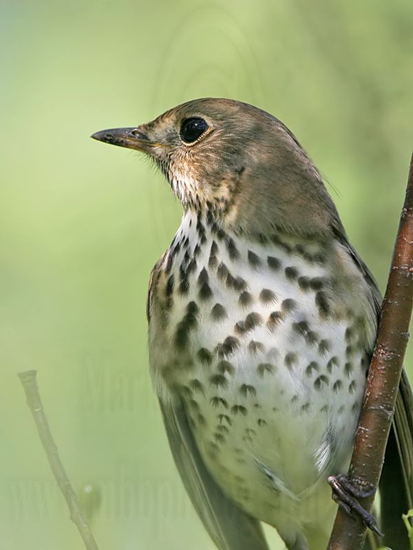 _MG_2337 Hermit Thrush.jpg