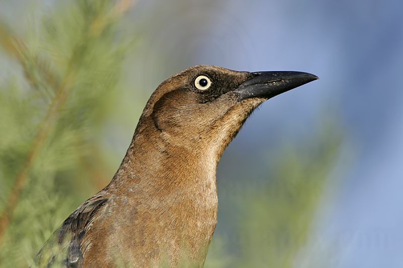_MG_2905 Great-tailed Grackle.jpg
