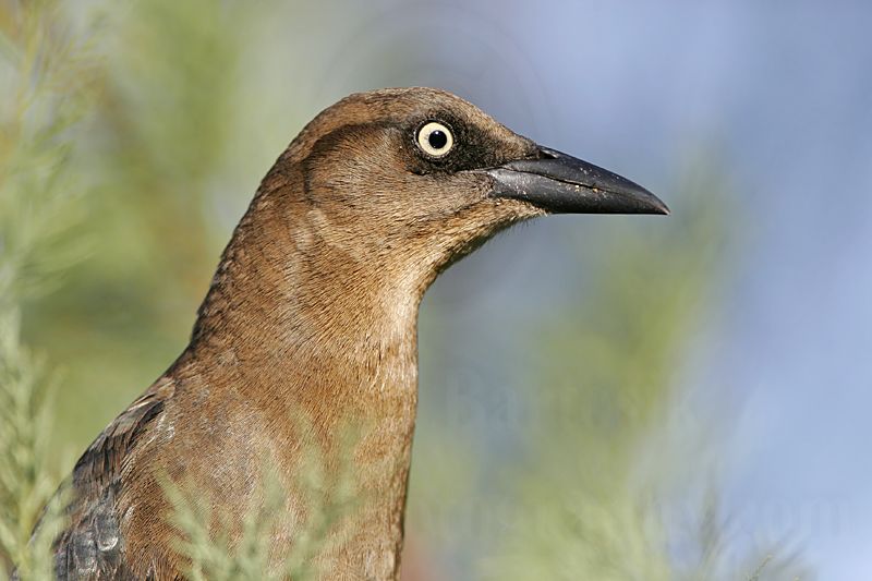 _MG_2919 Great-tailed Grackle.jpg