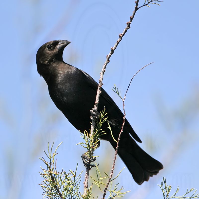 _MG_1799 Brown-headed Cowbird.jpg