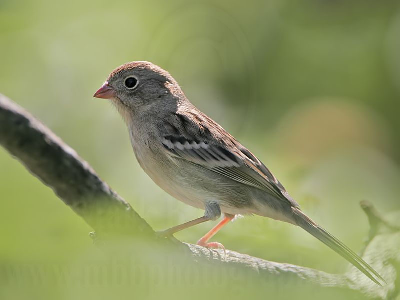 _MG_2017 Field Sparrow.jpg