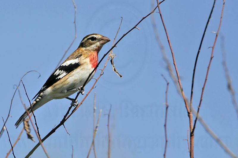 _MG_2366 Rose-breasted Grosbeak.jpg