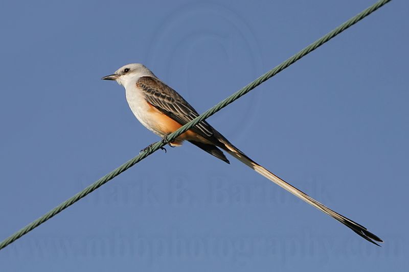 _MG_1079 Scissor-tailed Flycatcher.jpg