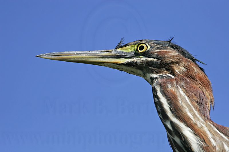 _MG_2584 Green Heron.jpg