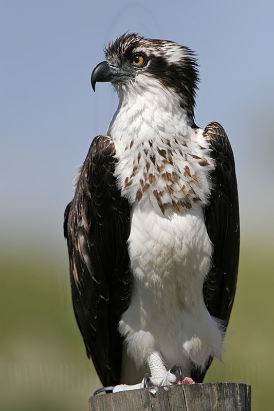 _MG_2176 Osprey.jpg