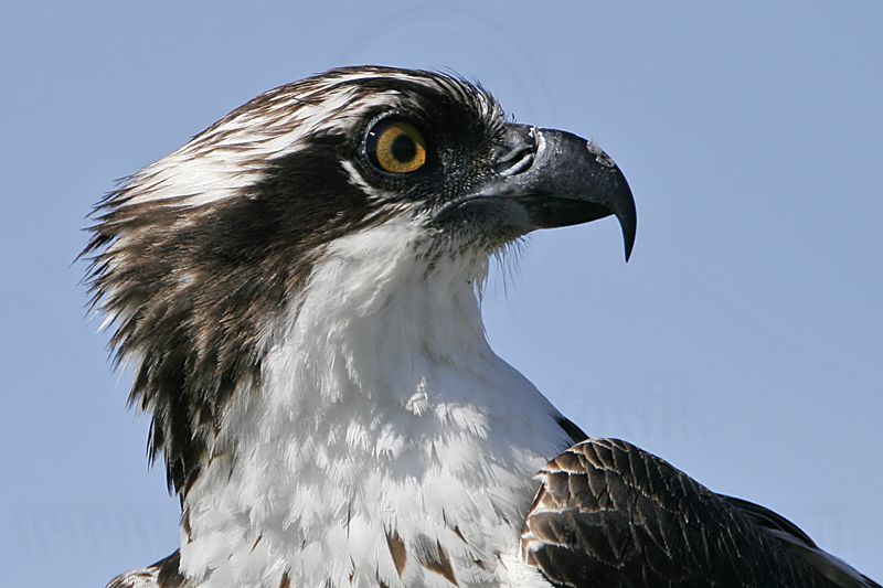 _MG_2243 Osprey.jpg