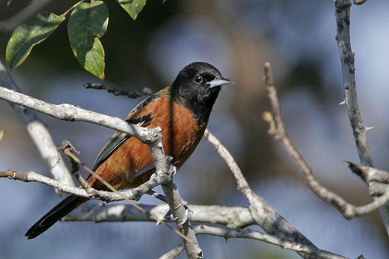 _MG_2763 Orchard Oriole.jpg