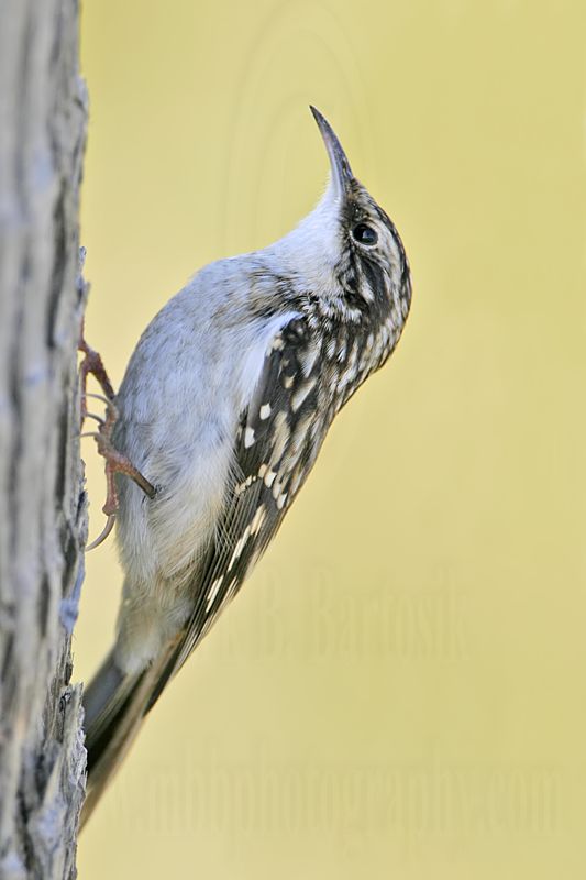 _MG_3532 Brown Creeper.jpg
