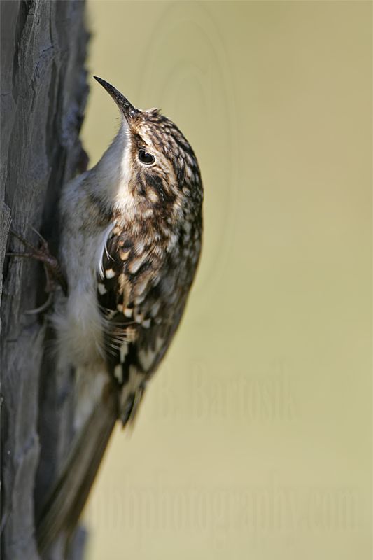 _MG_3549 Brown Creeper.jpg