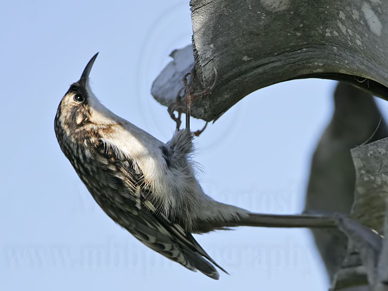 _MG_3605 Brown Creeper.jpg