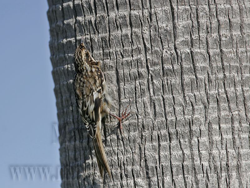 _MG_3650 Brown Creeper.jpg