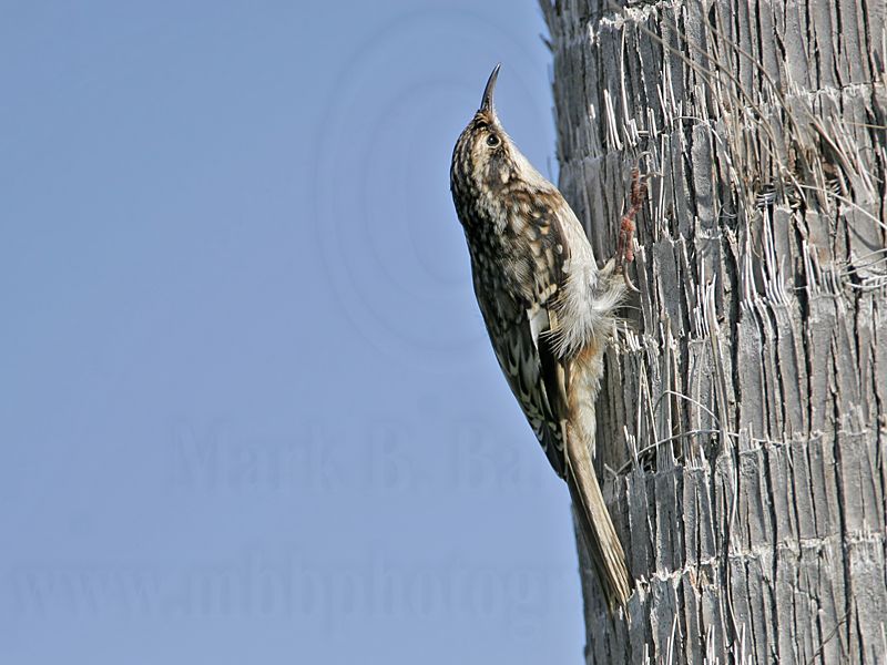 _MG_3658 Brown Creeper.jpg