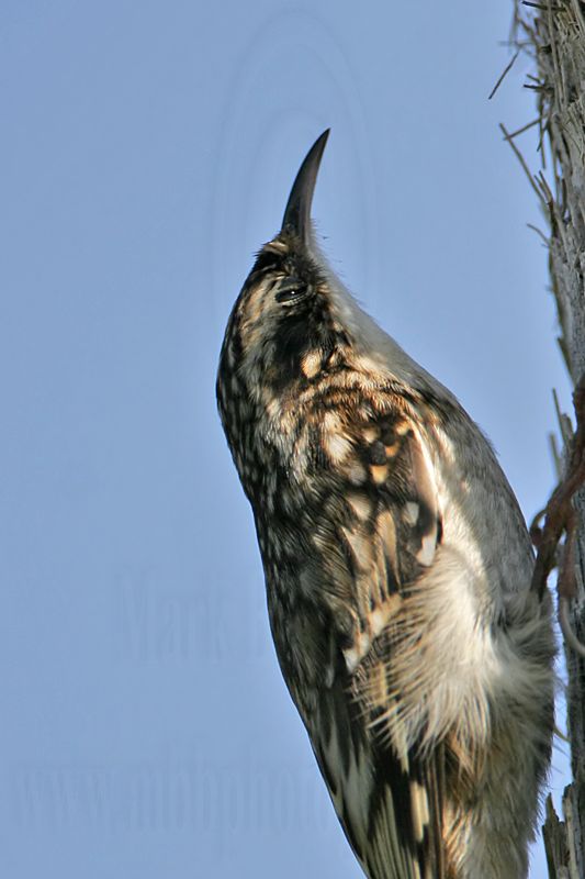 _MG_3692 Brown Creeper.jpg