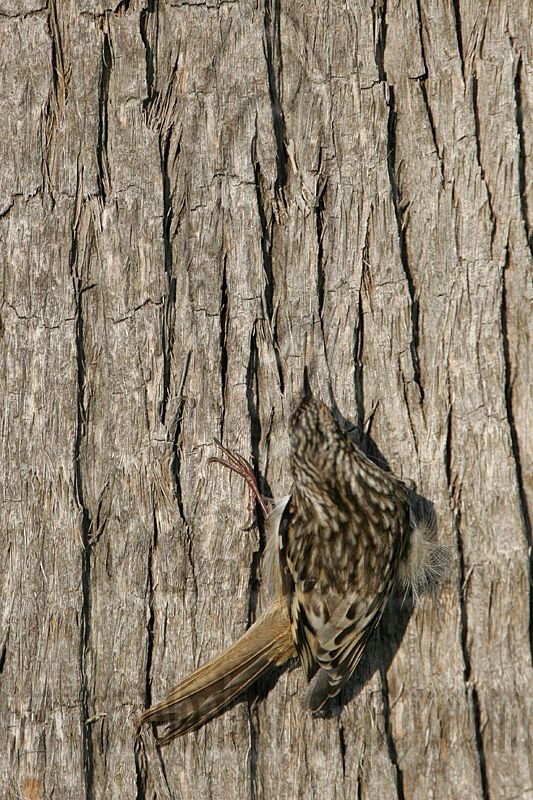 _MG_4212 Brown Creeper.jpg