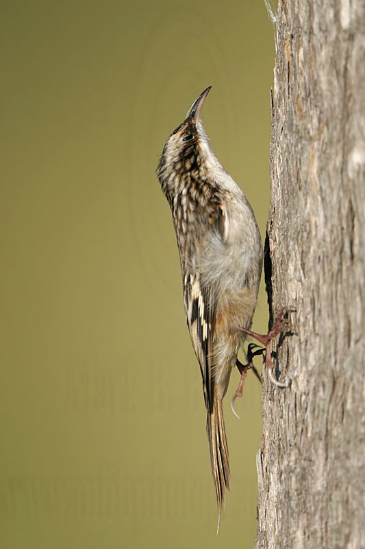 _MG_4225 Brown Creeper.jpg