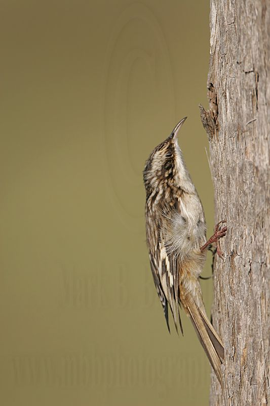 _MG_4298 Brown Creeper.jpg