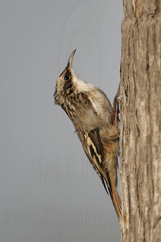 _MG_4310 Brown Creeper.jpg