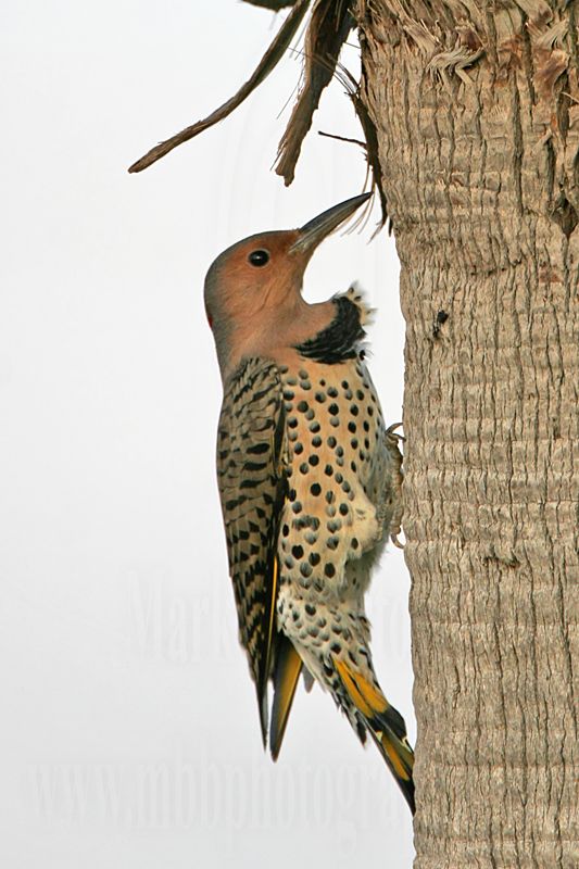 _MG_4513 Northern Flicker.jpg