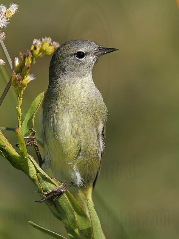 _MG_3788 Orange-crowned Warbler.jpg