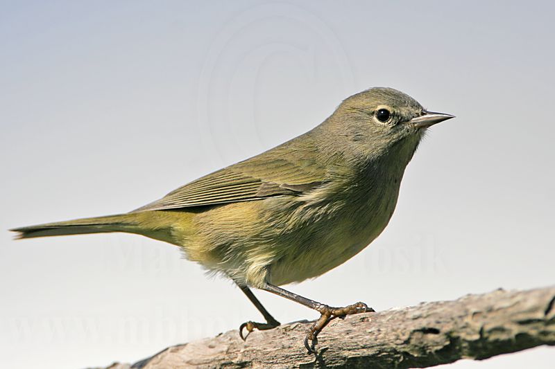 _MG_3873 Orange-crowned Warbler.jpg