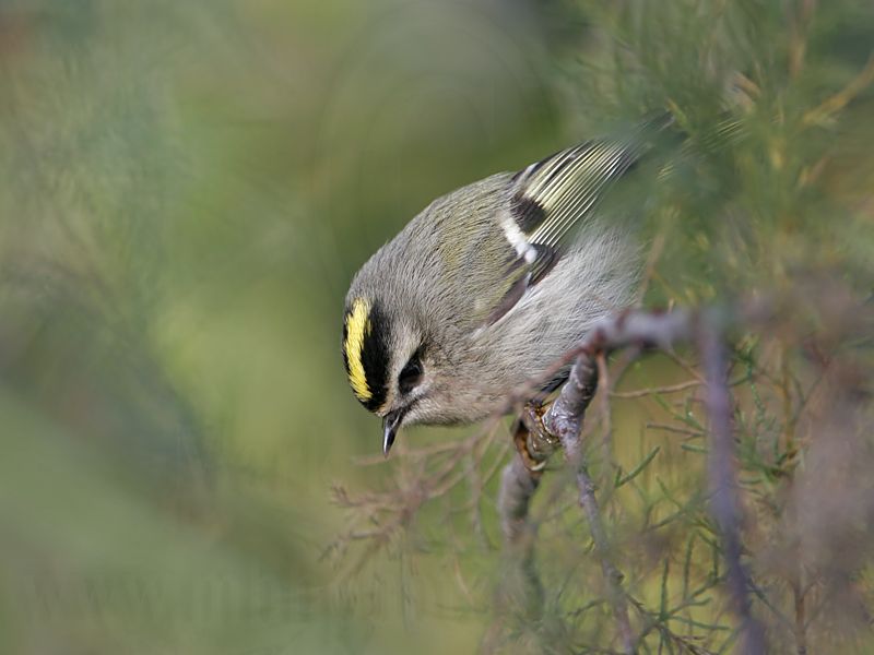 _MG_3230 Golden-crowned Kinglet.jpg