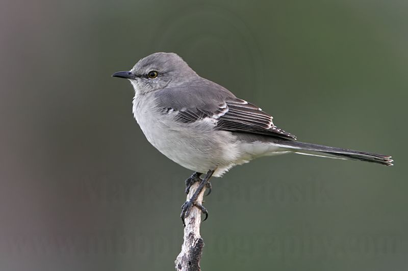 _MG_4668 Northern Mockingbird.jpg