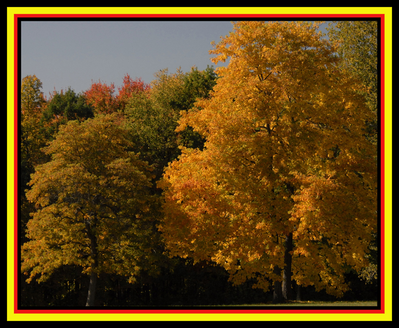 framed_trees2.jpg