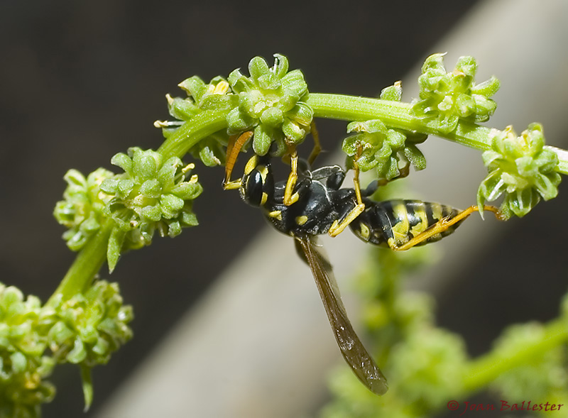 Polistes Gallicus