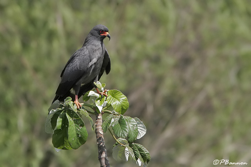 Snail Kite (Milan des marais)