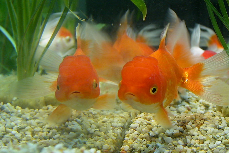 Carassius auratus
