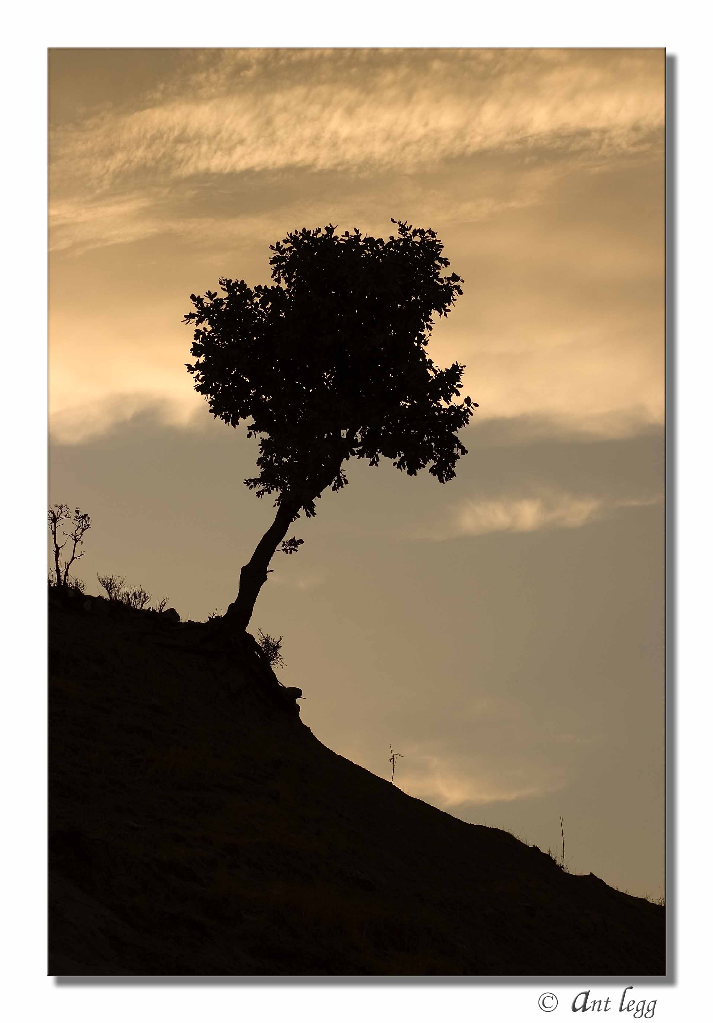 Tree on a hill