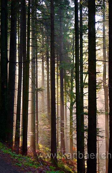 Wald / Forest (7784)