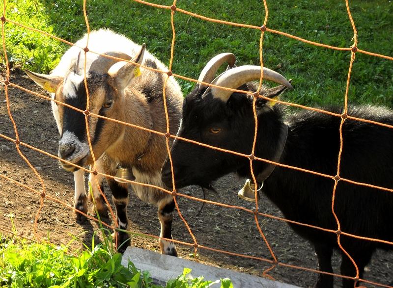 FARM GOATS