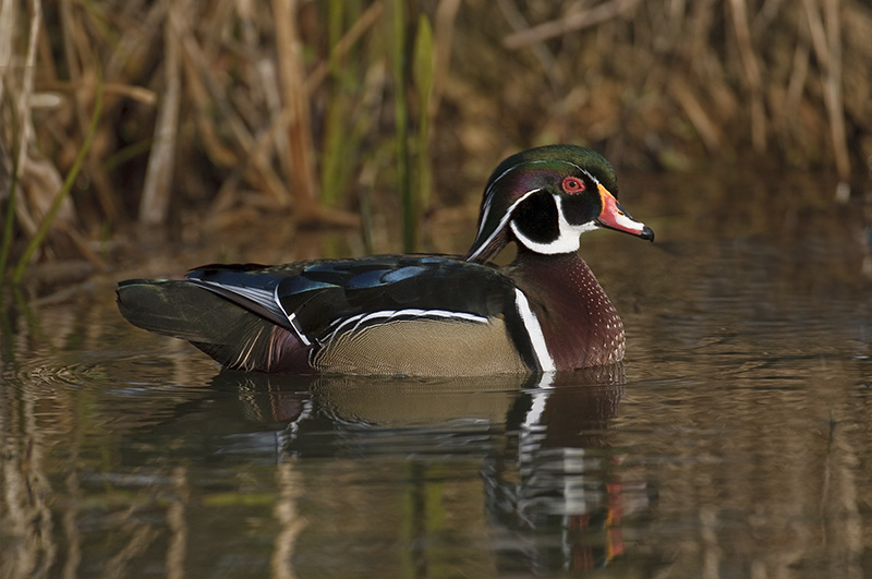 Wood Duck