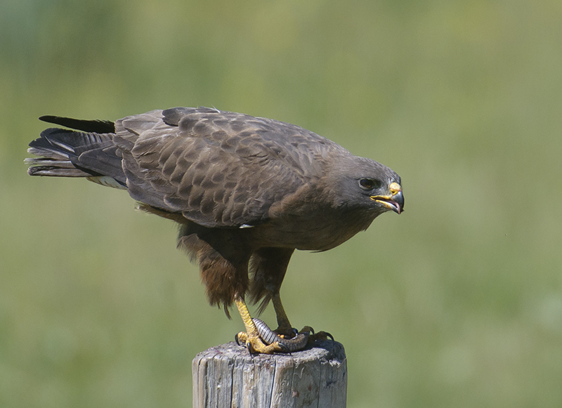 Swainson's Hawk