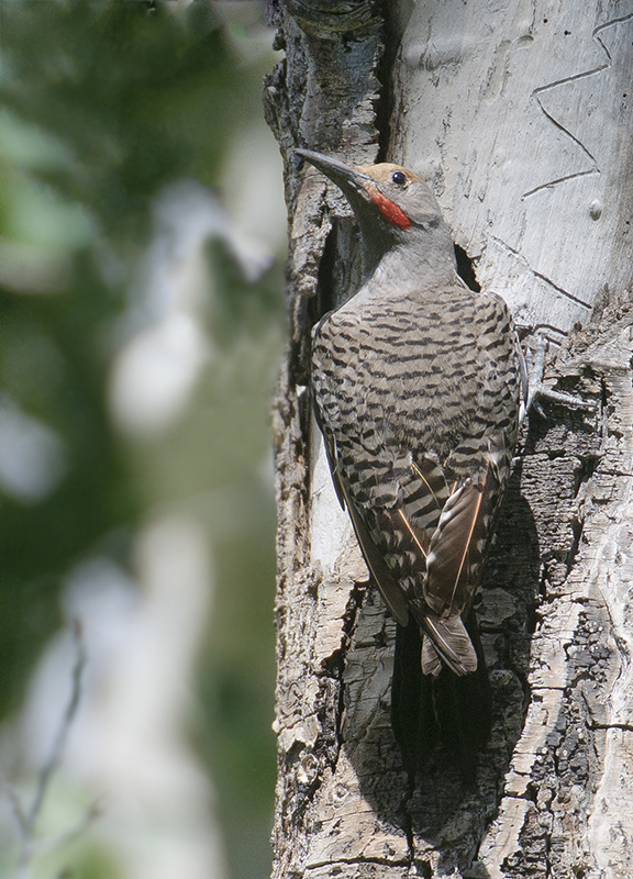 Northern Flicker