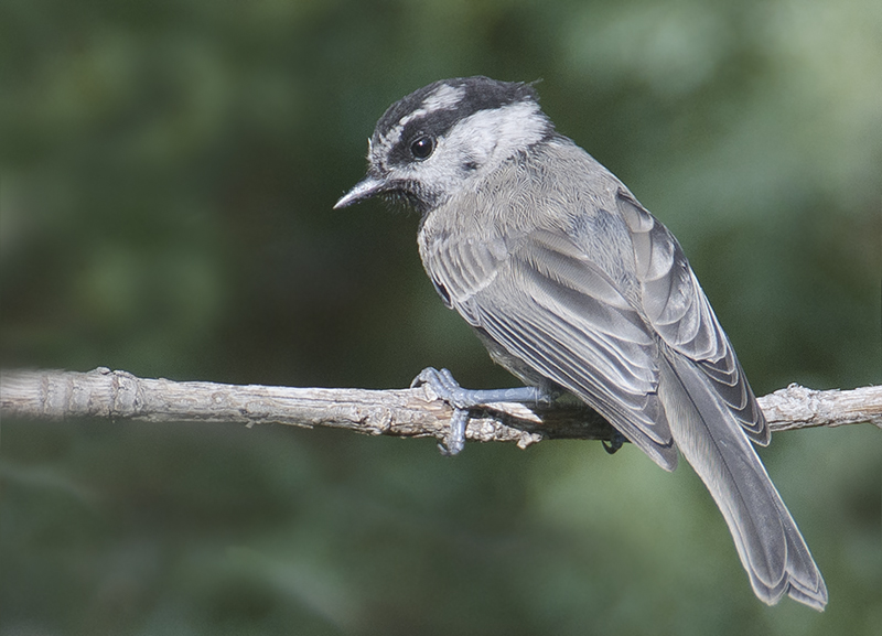 Mountain Chickadee