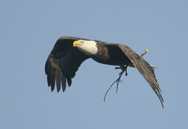 Bald Eagle