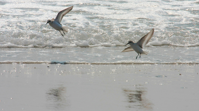 Sanderlings