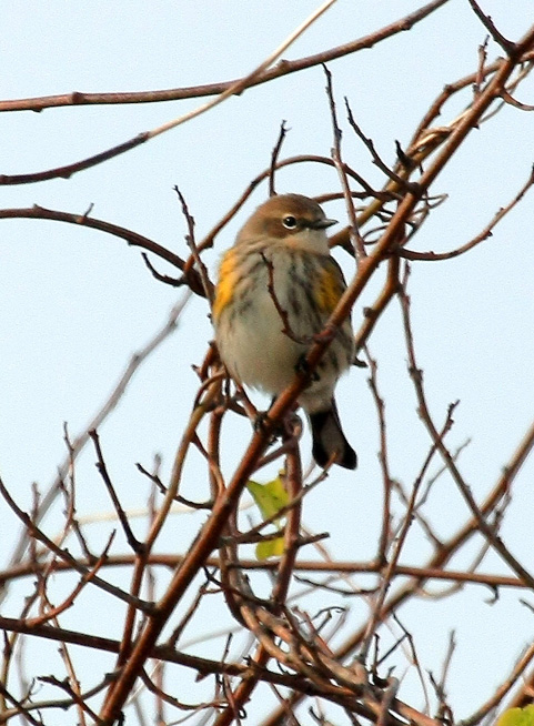 Yellow-rumped Warbler