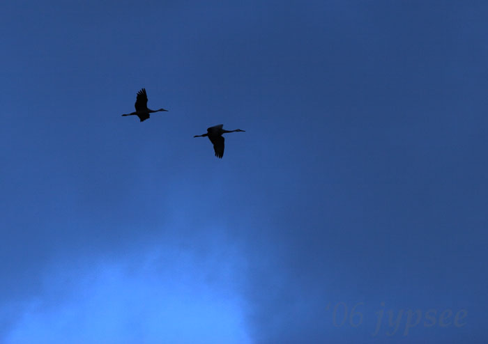 cranes on blue