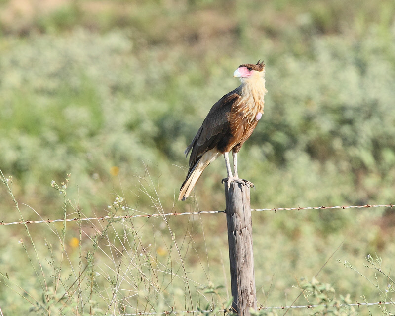 Crested Caracara (2473)