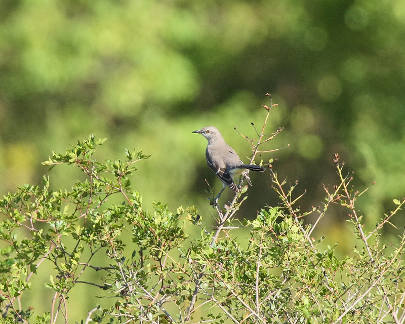 Northern Mockingbird (2678)