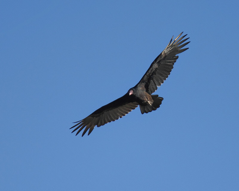 Turkey Vulture (2546)