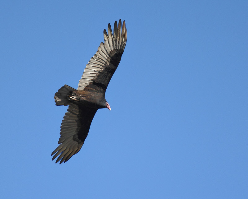 Turkey Vulture (2571)