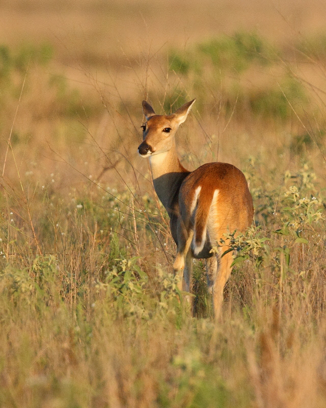 Whitetail Deer (2252)