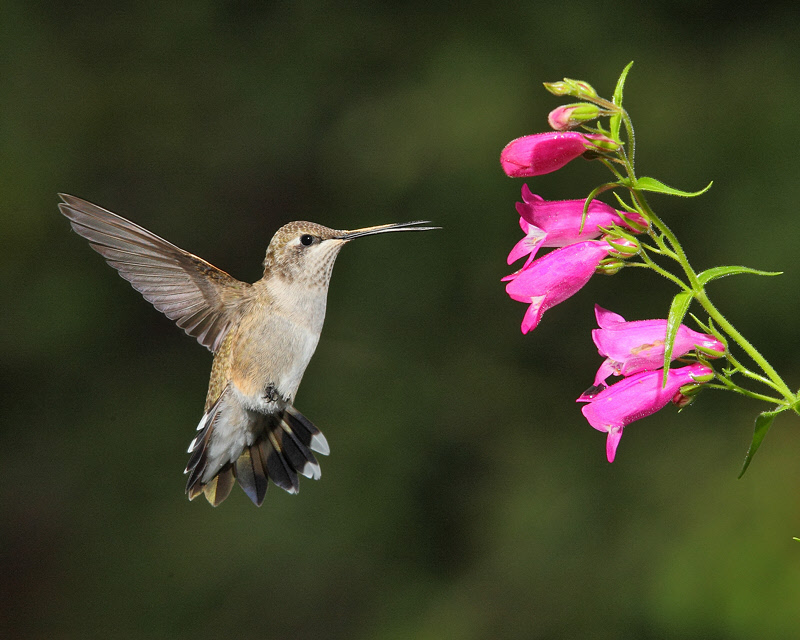 Broad-tailed Hummingbird (Female) (9415)