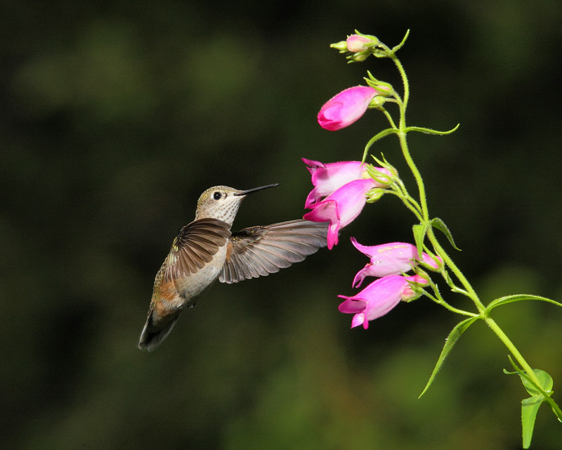 Broad-tailed Hummingbird (Female) (9439)