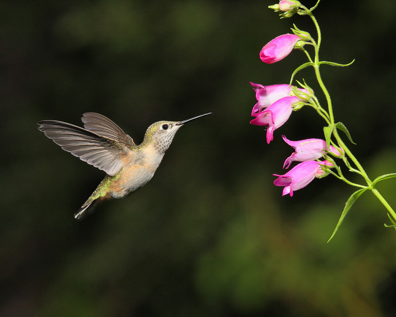 Broad-tailed Hummingbird (Female) (9442)