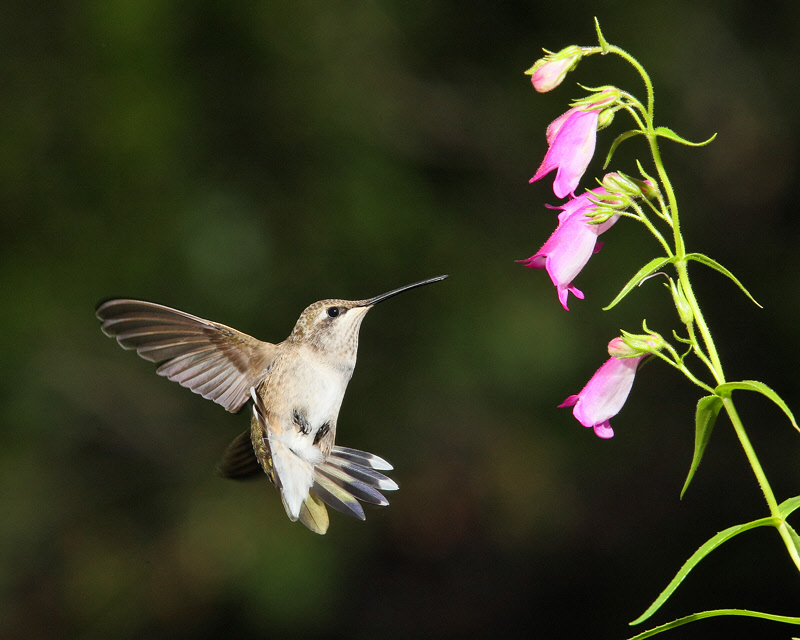 Broad-tailed Hummingbird (Female) (9465)